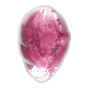 Satisfyer Cloud Dancer drukgolfvibrator rood, compacte clitorisstimulator met Air Pulse technologie en siliconen afwerking